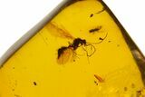 Polished Chiapas Amber With Wasp ( g) - Mexico #104302-1